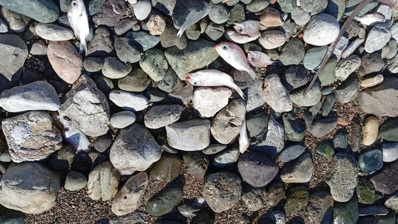 Datça'da korkutan manzara! Ölü balıklar kıyıya vurdu