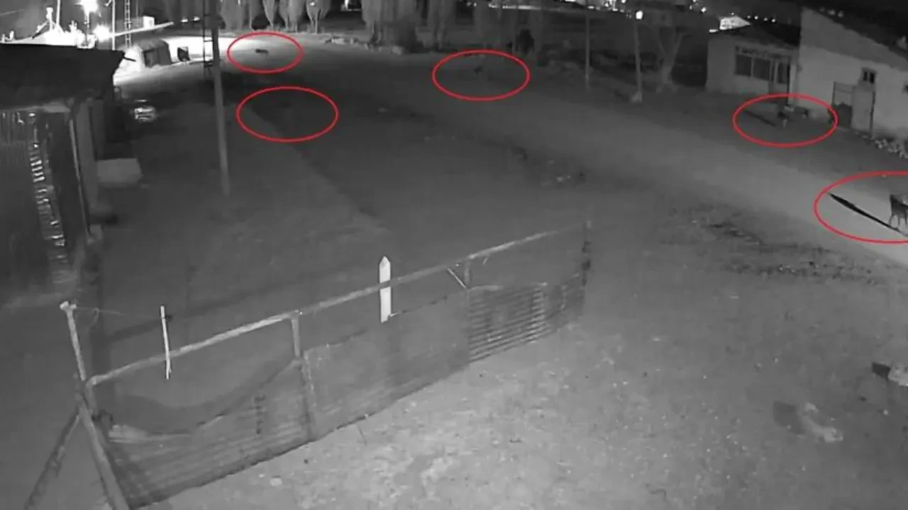 Kurt sürüsünün inanılmaz tuzağı kamerada! Köpeği tuzağa böyle çektiler