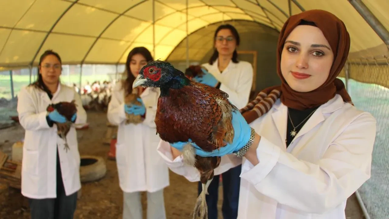 Padişahların vazgeçilmeziydi! Sofralara geri dönüyor, tesisi bile kuruldu