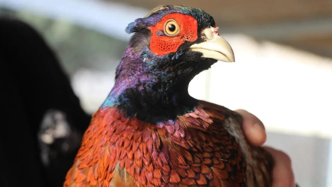 Padişahların vazgeçilmeziydi! Sofralara geri dönüyor, tesisi bile kuruldu