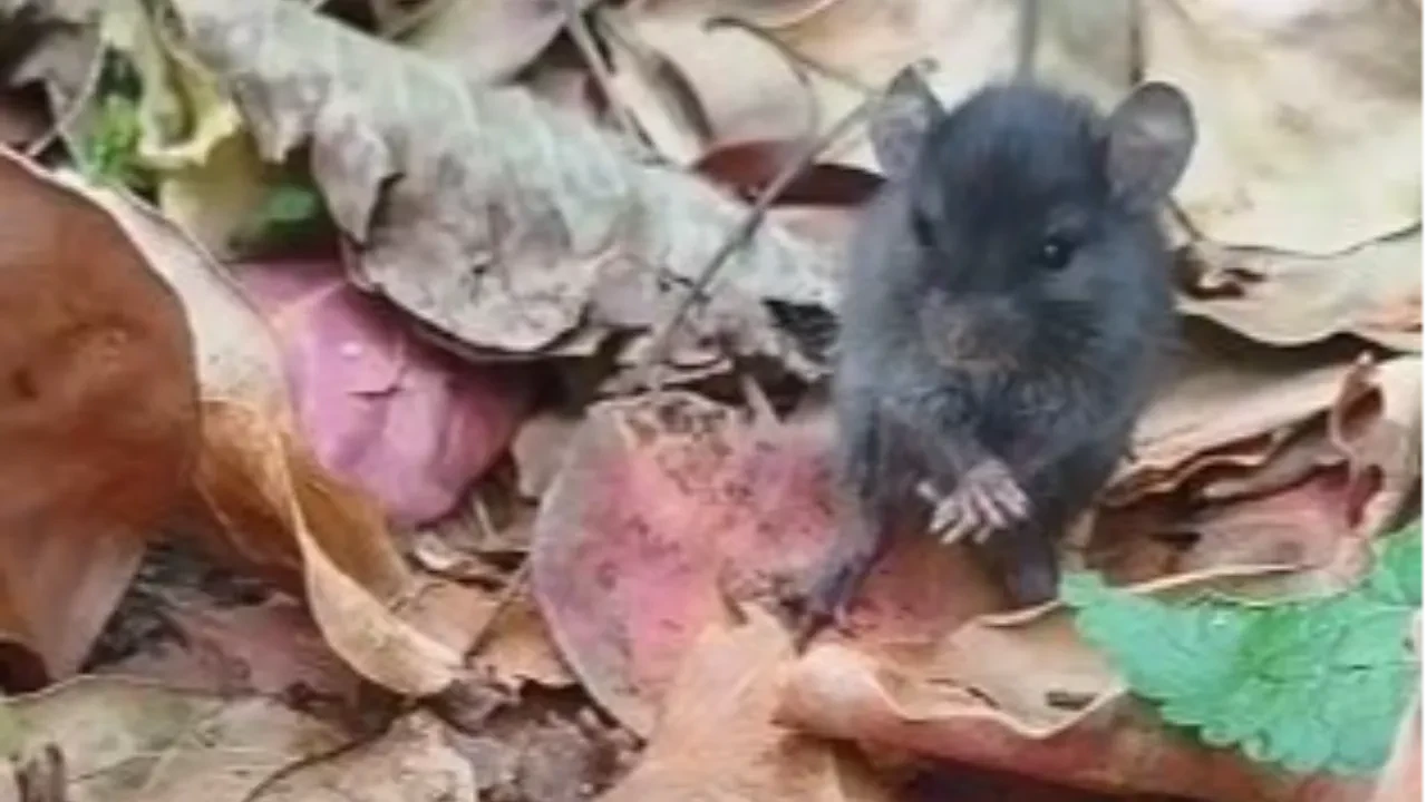 Tarla faresiyle gülümseten diyalog sosyal medyada beğeni topladı! Eğlenceli anlar kamerada