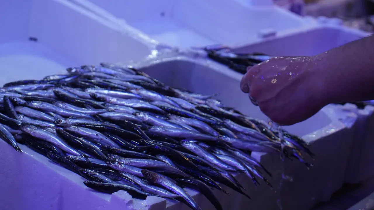 Ucuz hamsiye veda: Beklenen soğuklar gelmedi, balık rotayı değiştirdi