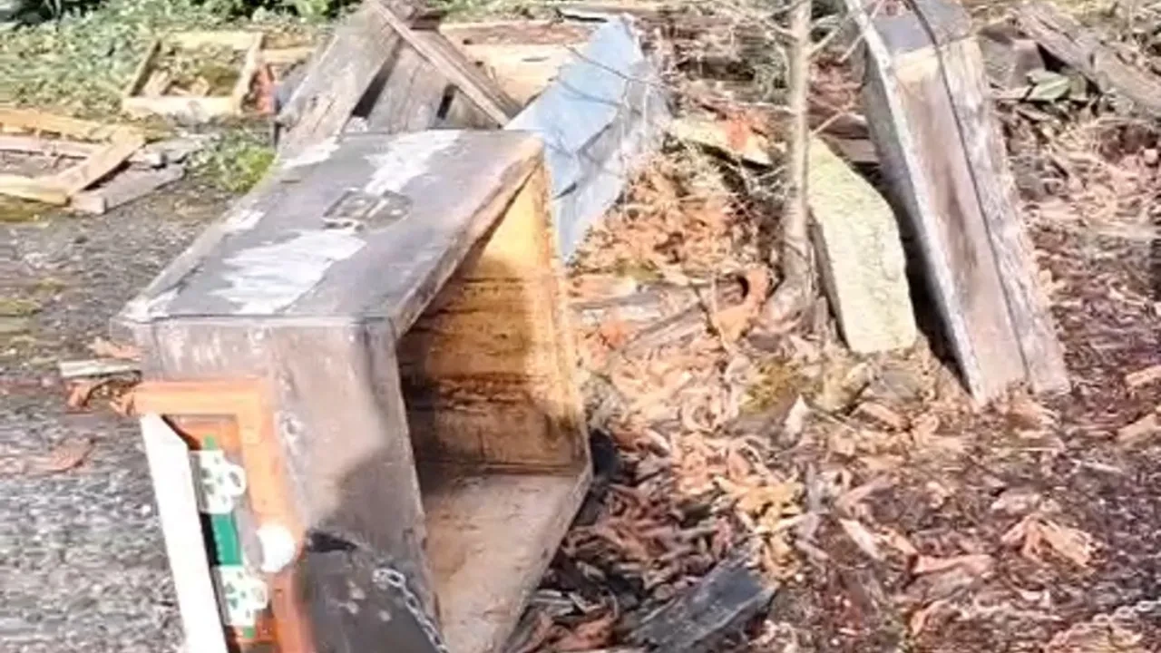 Bal kovanlarına saldırıp yiyen ayıya böyle isyan etti! Eğlenceli anlar kamerada