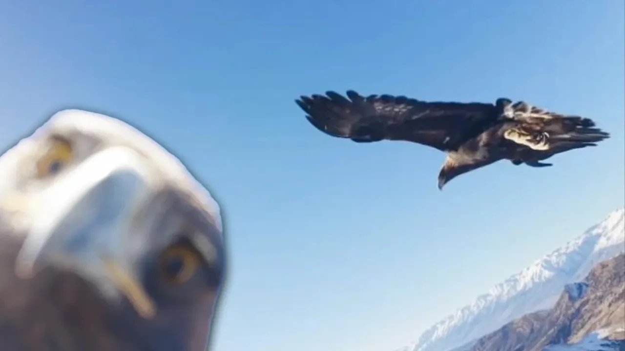 Çekim için havalanan dronu kartal kaptı! Kameraya poz vermeyi de ihmal etmedi