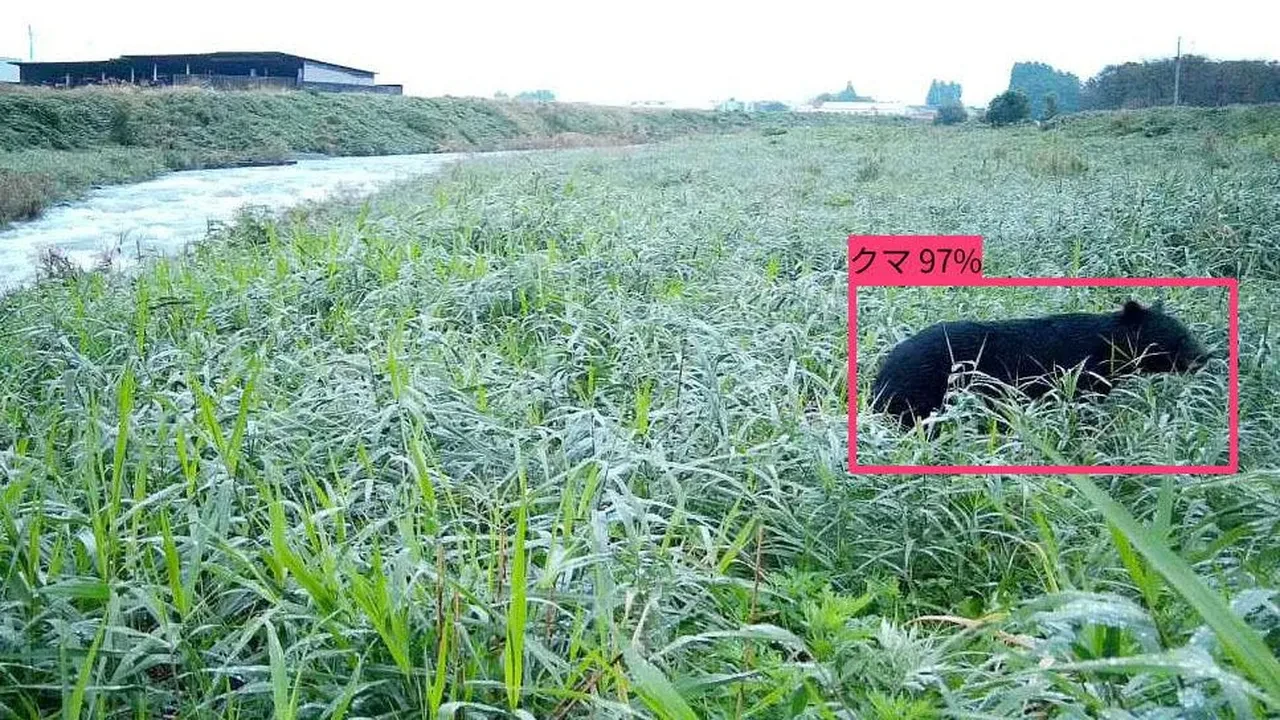 Japonya'da ayı saldırısı sorunu büyüyor: Çare yapay zeka!