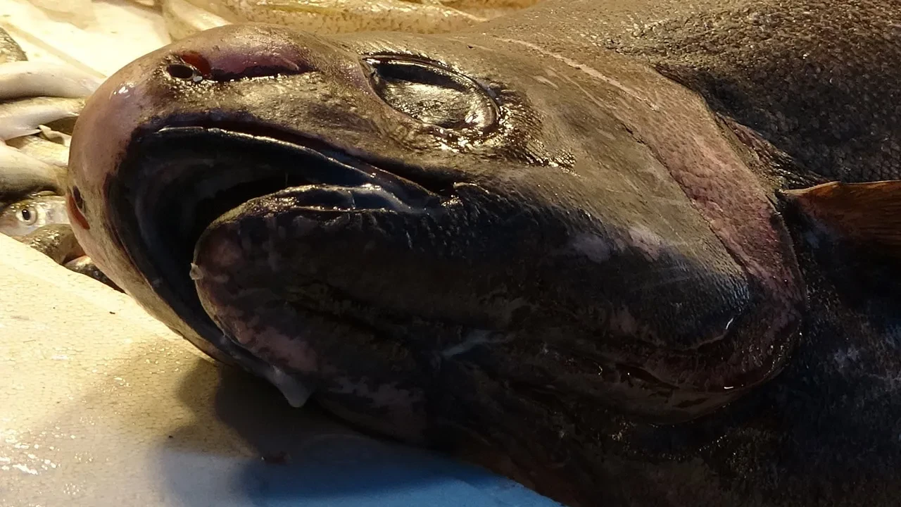 Yıllar sonra ilk! Akdeniz'de nadir görülüyordu: Bakan bir daha baktı