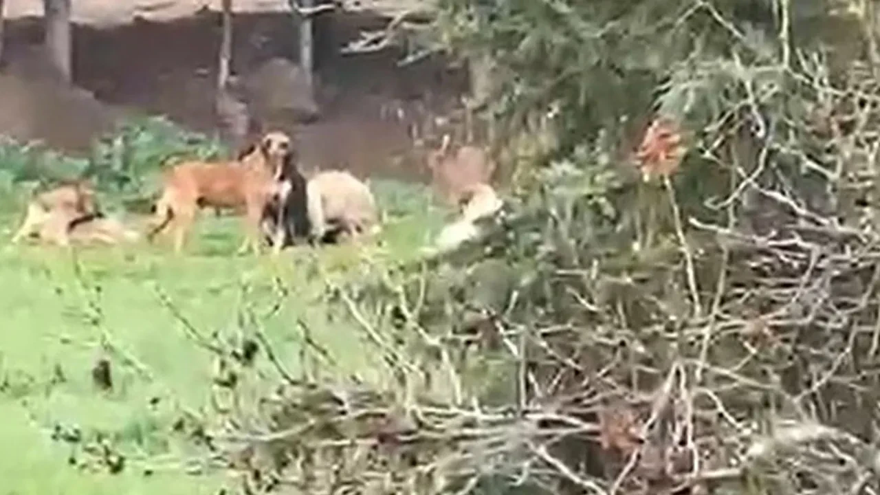 Başıboş köpek tedirginliği! Sayıları 30'a yakın: Aşiret gibi dolaşıyorlar