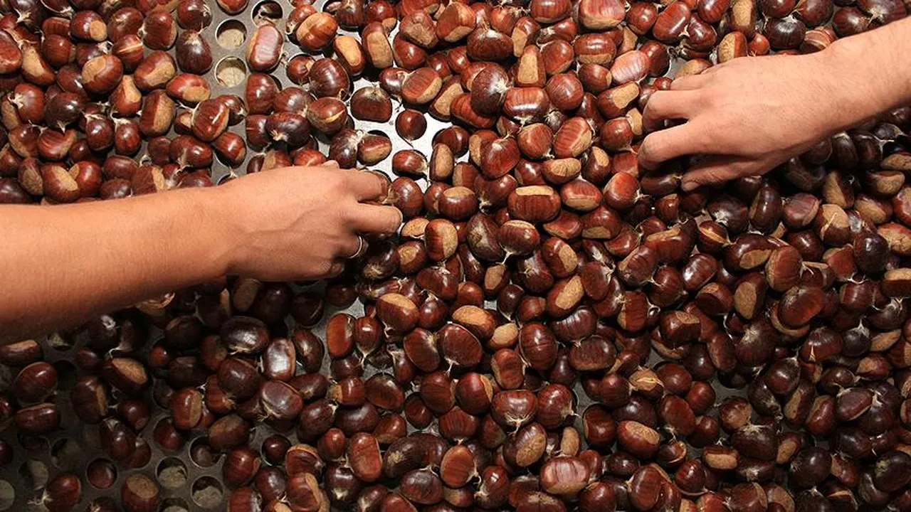 Bursa’da kestanenin geleceği Kardelen tesislerinde masaya yatırıldı!