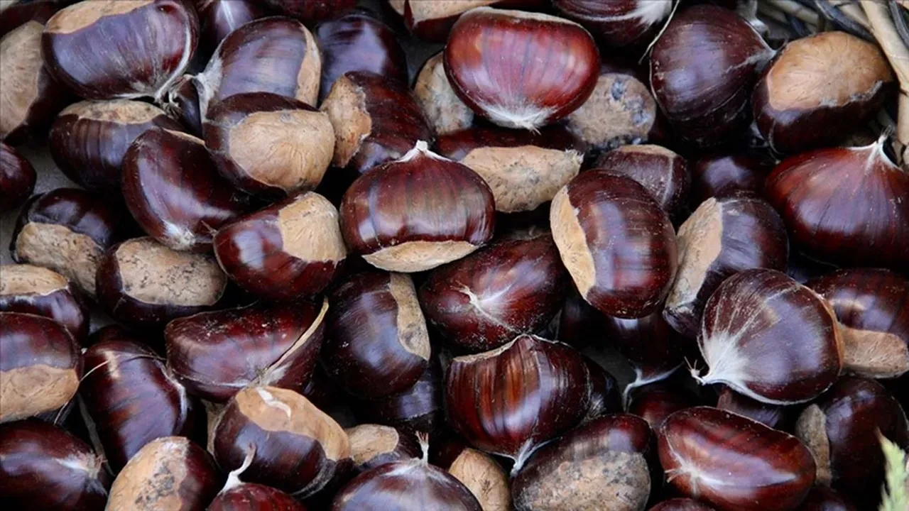 Bursa’da kestanenin geleceği Kardelen tesislerinde masaya yatırıldı!