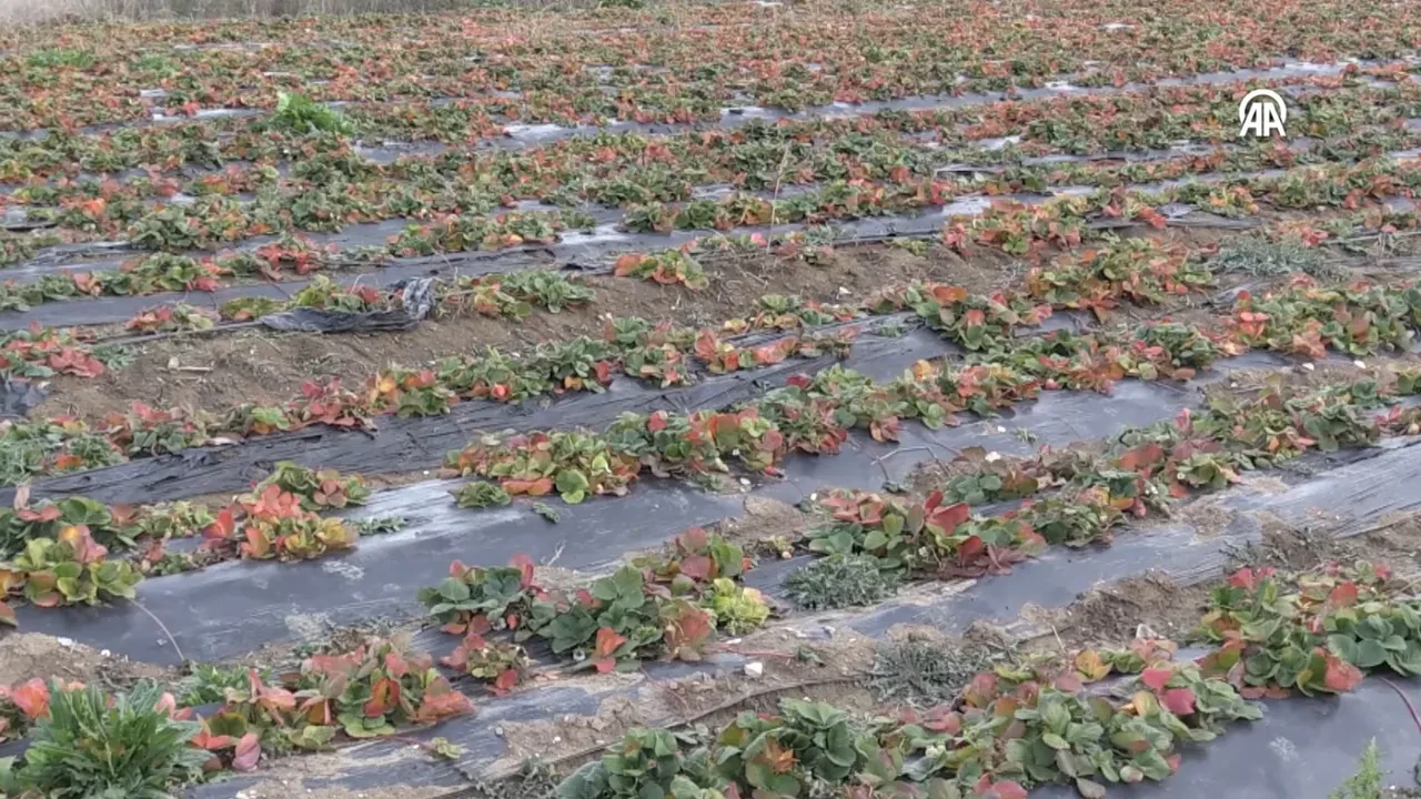 Emekli olunca hobi amaçlı başladı, patron oldu! 'Aşırı talep var yetişemiyoruz!'