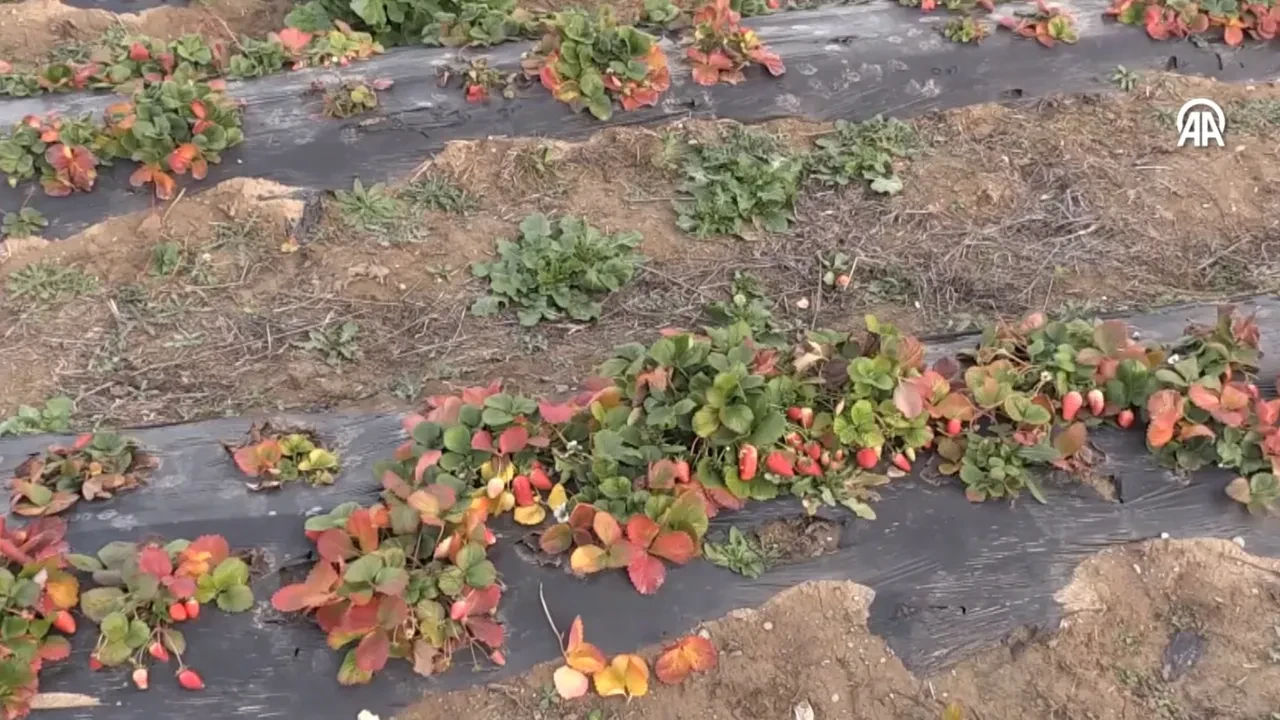 Emekli olunca hobi amaçlı başladı, patron oldu! 'Aşırı talep var yetişemiyoruz!'