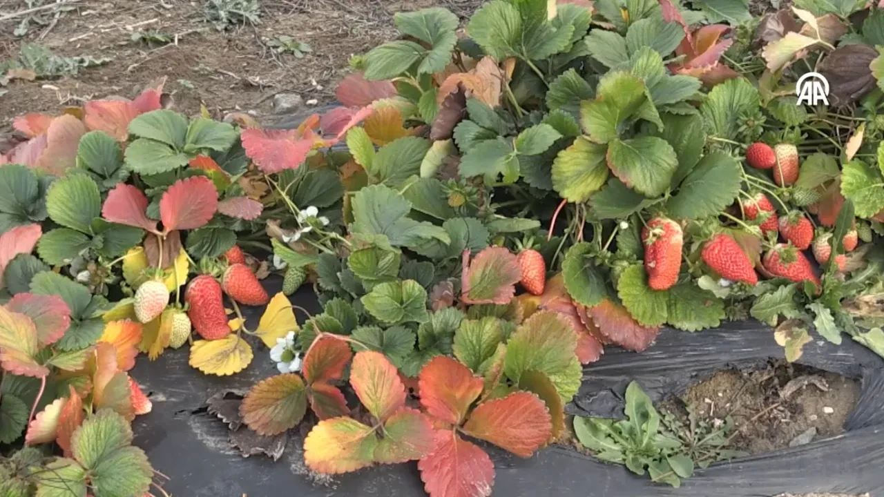 Emekli olunca hobi amaçlı başladı, patron oldu! 'Aşırı talep var yetişemiyoruz!'