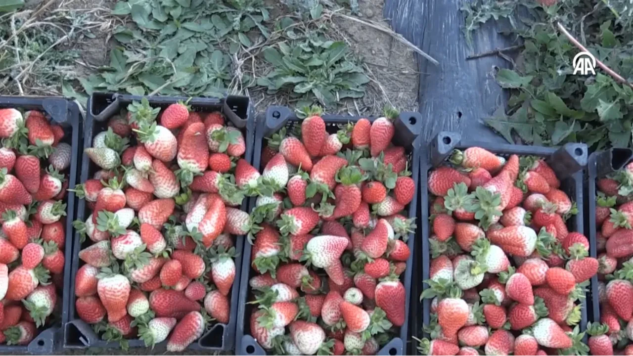 Emekli olunca hobi amaçlı başladı, patron oldu! 'Aşırı talep var yetişemiyoruz!'