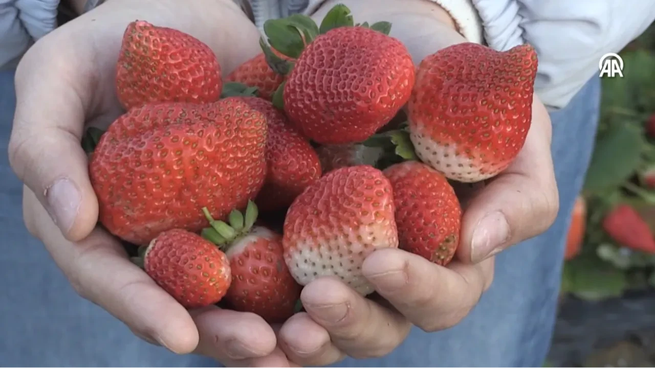 Emekli olunca hobi amaçlı başladı, patron oldu! 'Aşırı talep var yetişemiyoruz!'