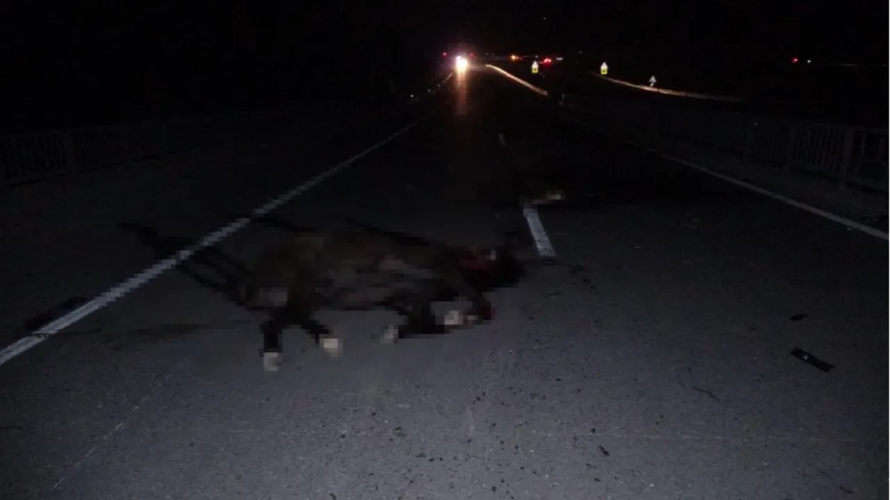 Karayolunda milyonluk yarış tayları telef oldu!