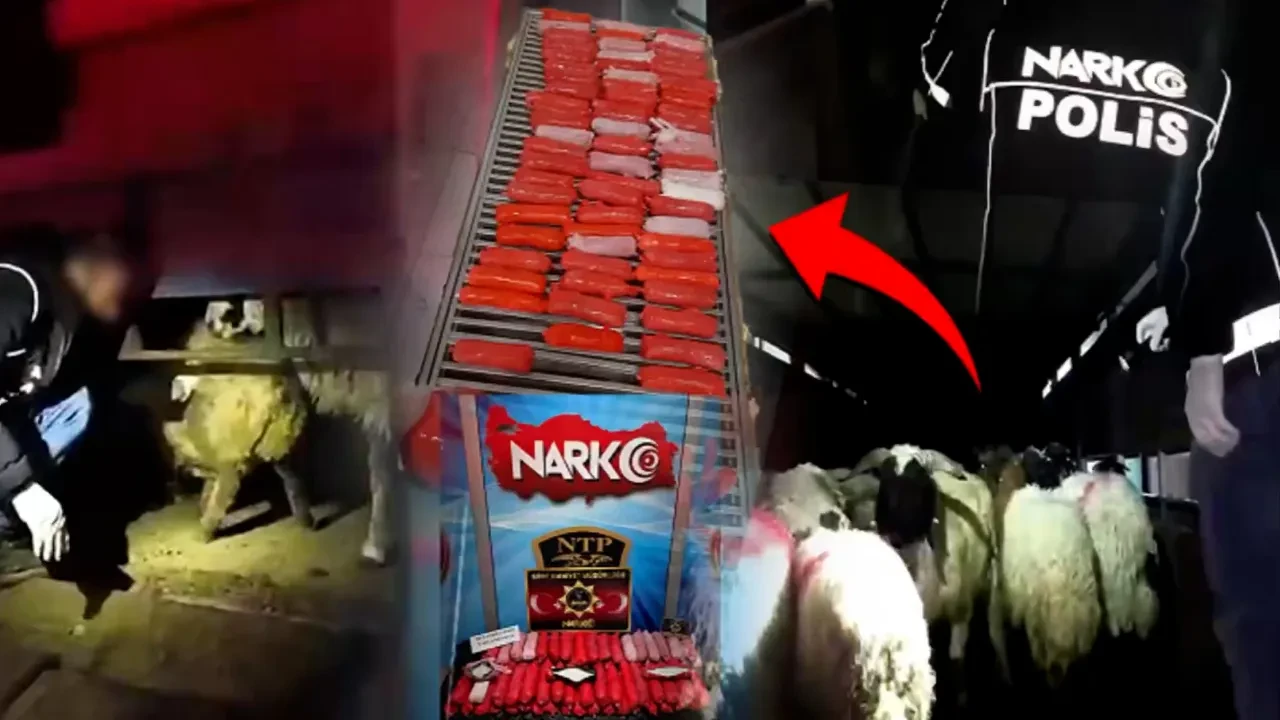 Şeytanın bile aklına gelmez! Hayvanların karnındaki dikişler her şeyi ortaya çıkardı