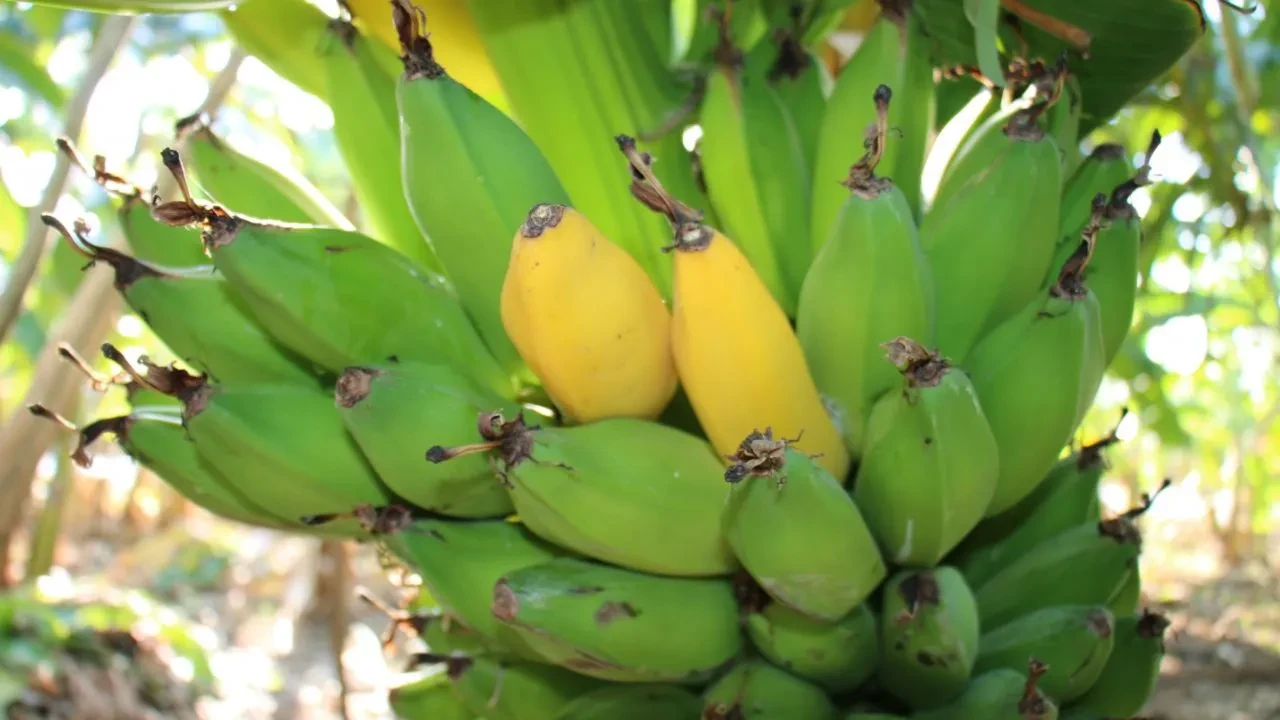 DİŞ BEYAZLATMADA KİMYASALSIZ ÇÖZÜM