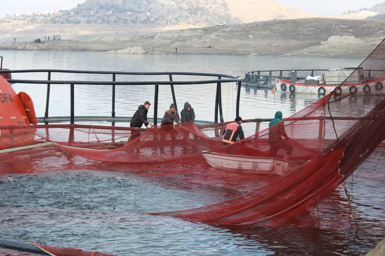 Denizi olmayan şehrimizde üretilip gelir elde ediliyor! Rusya ve Japonya'ya bile gönderildi