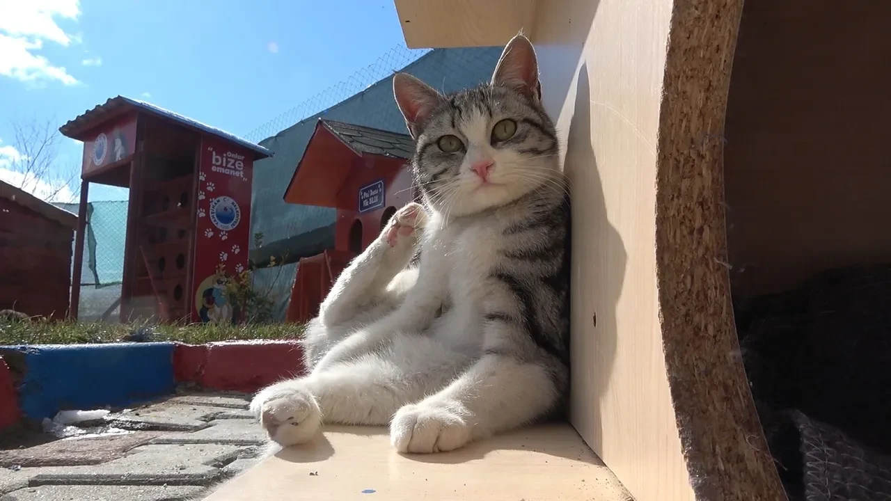 Evcil hayvanı olanlar dikkat! Son gün 31 Aralık