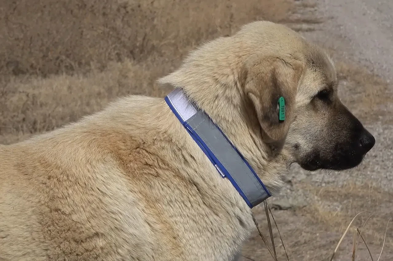 Evcil hayvanı olanlar dikkat! Son gün 31 Aralık