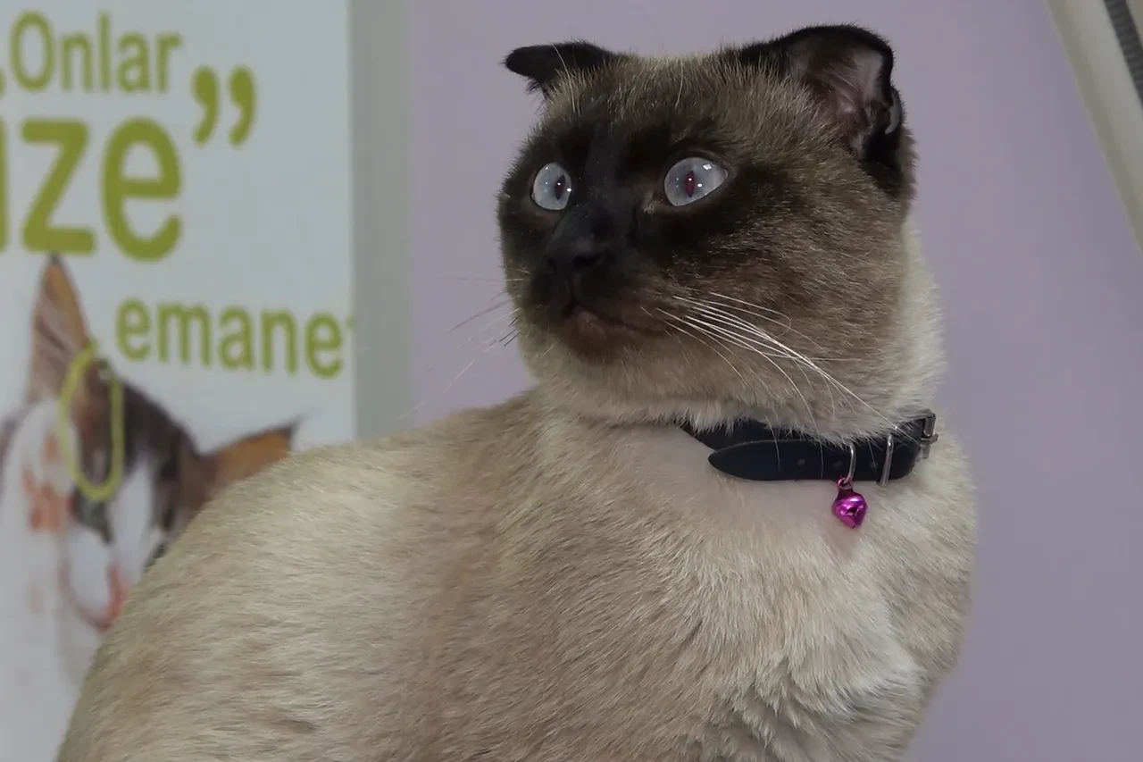 Evcil hayvanı olanlar dikkat! Son gün 31 Aralık