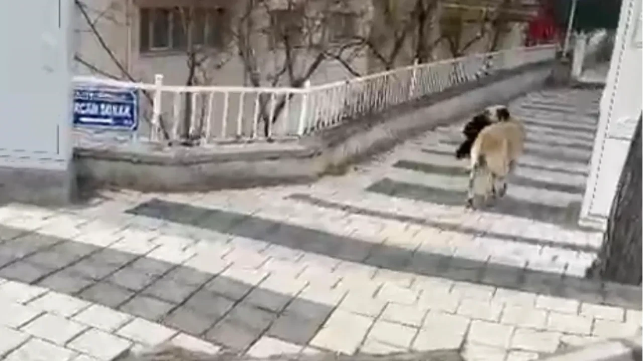 Hırsız köpek, çaldığı havluyu poğaça ile değiştirdi! Görüntüler herkesi güldürdü