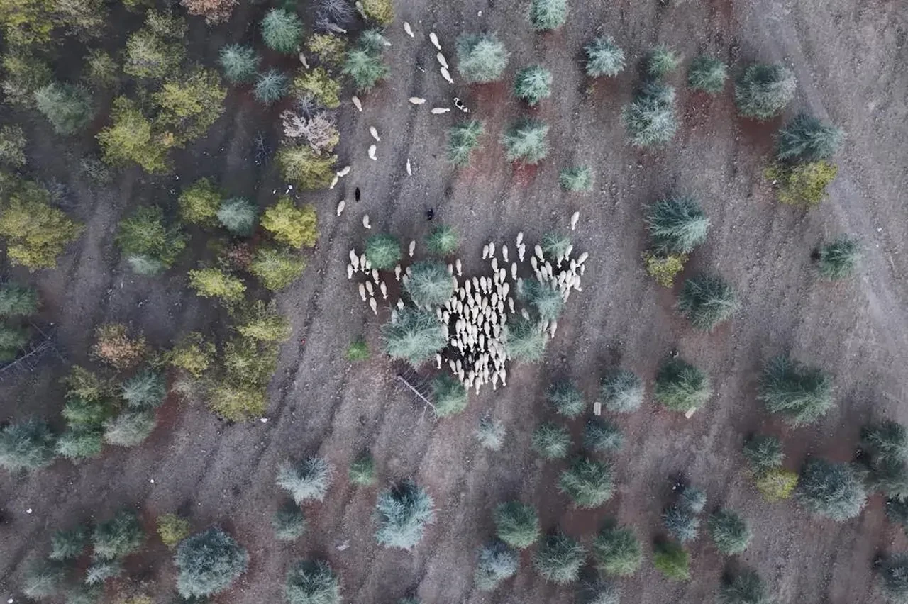 1 milyon 220 bin metrekarelik arazi imara açıldı iddiası! Yetkililer harekete geçti, incelemeye başlatıldı