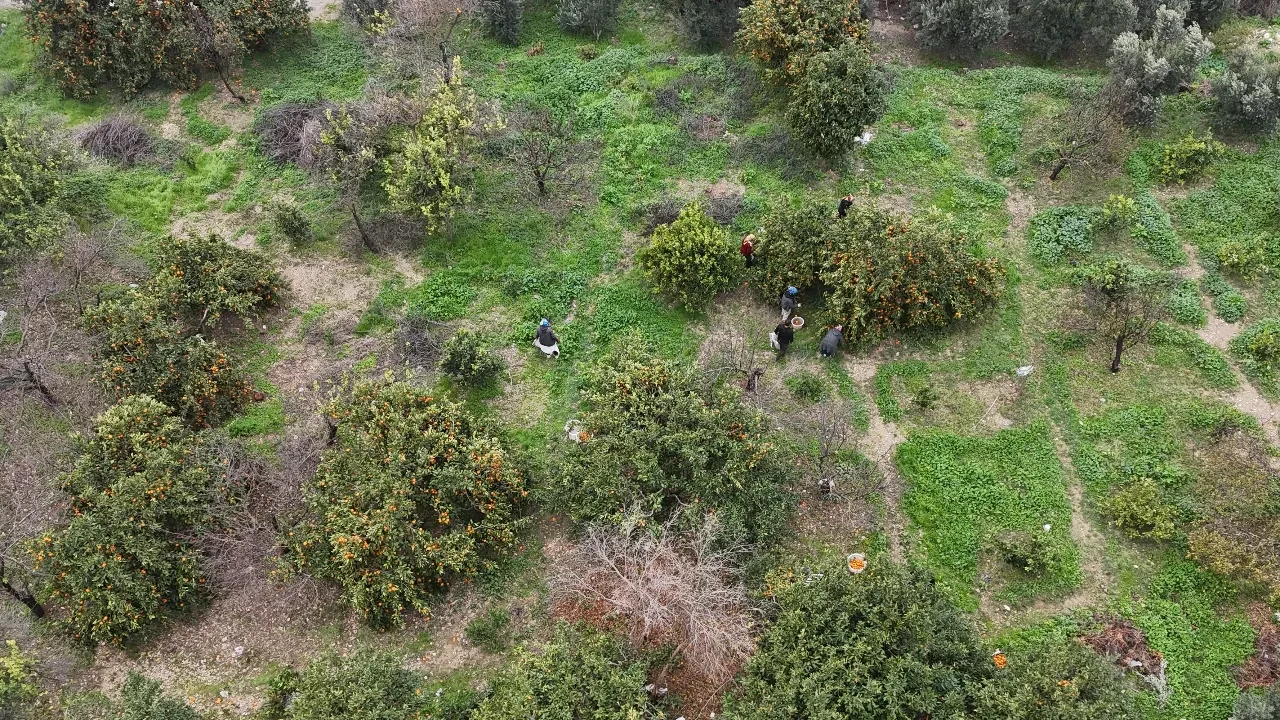 Mandalinanın market fiyatı 35 katına fırladı! Üretici tepki gösteriyor