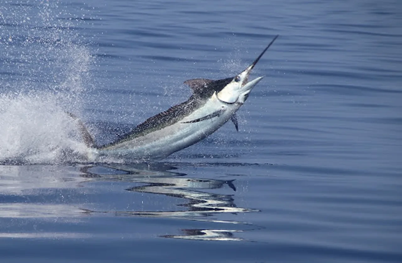 Beyaz marlin balığı