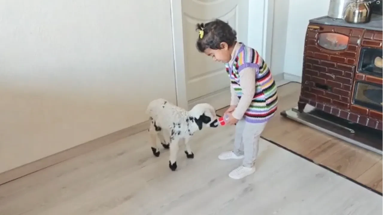 Annesinin reddettiği kuzuya 3 yaşındaki Ezo'dan şefkat eli! Yürekleri ısıtan anlar kamerada