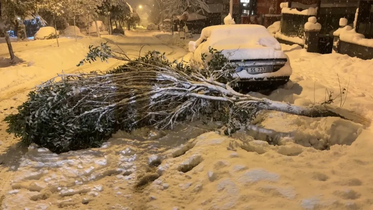 Kar ağırlığına dayanamayan ağaçların dalları kırıldı!