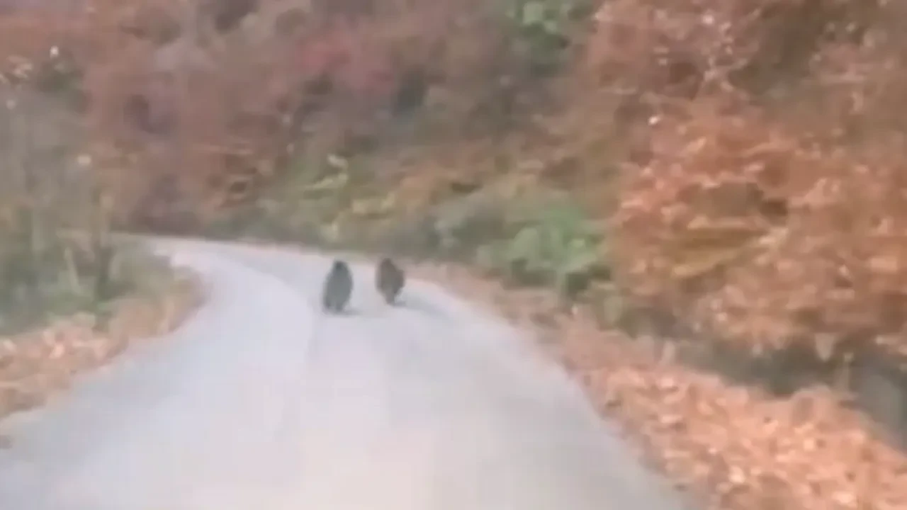 Kış uykusuna yatmayan yavru ayılar kameraya yakalandı! İşte o anlar