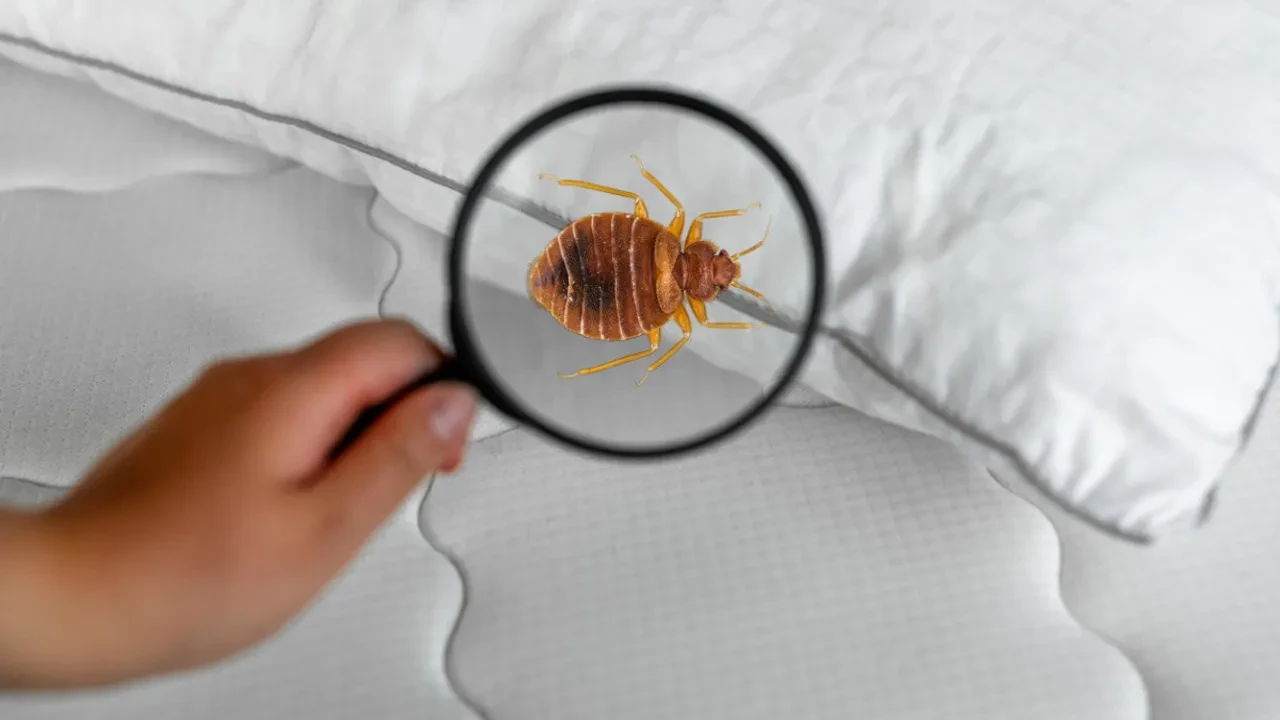 Sıcacık yatağınız size zehir olabilir! Uzmanlar uyardı: Kış soğuğunda eve akın eden 5 zararlı canlı