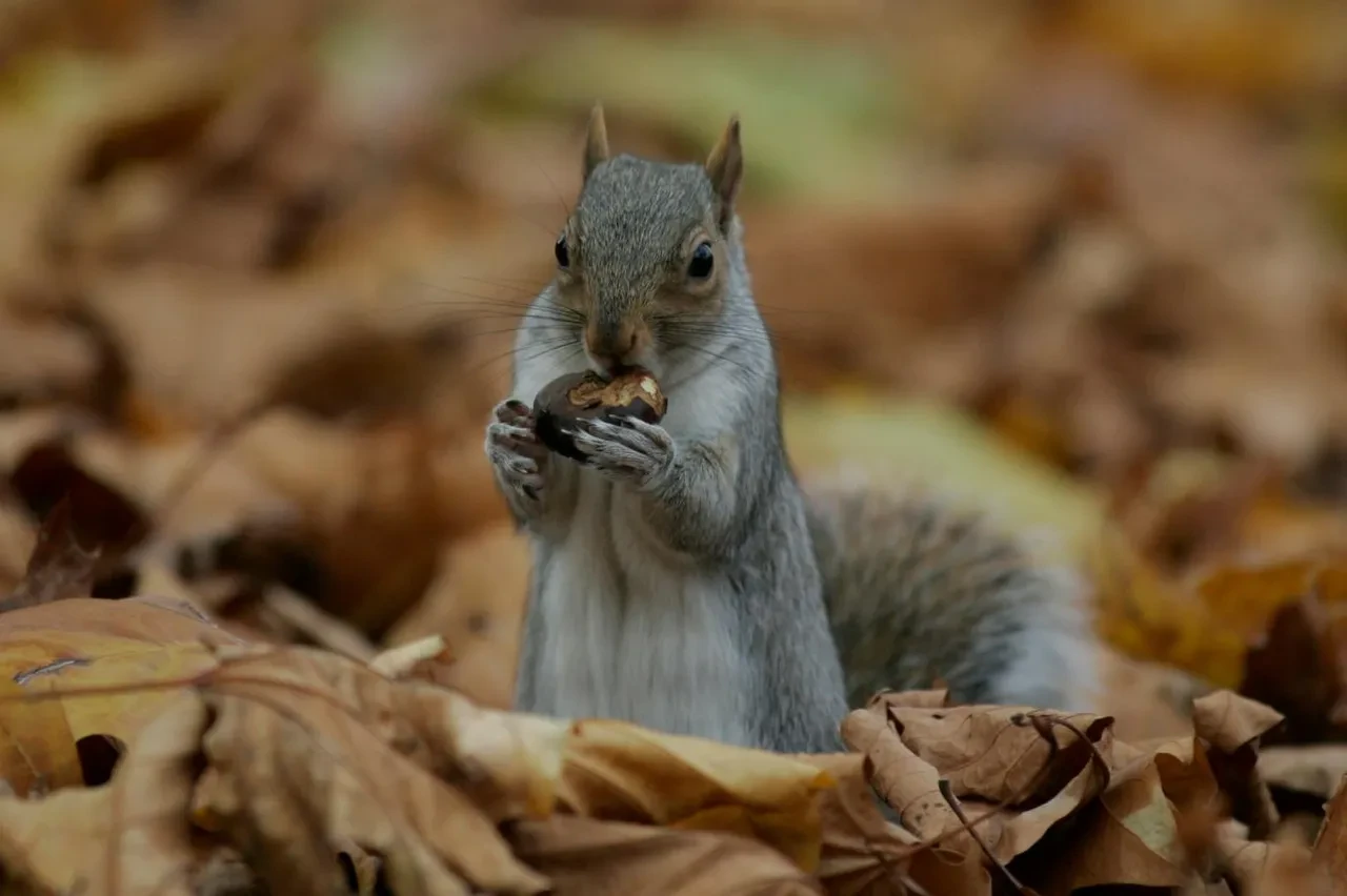 Sıcacık yatağınız size zehir olabilir! Uzmanlar uyardı: Kış soğuğunda eve akın eden 5 zararlı canlı