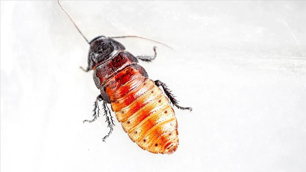 Böcek ailesinin ölümü sonrası ilaçlama şirketleri sıkıntıda