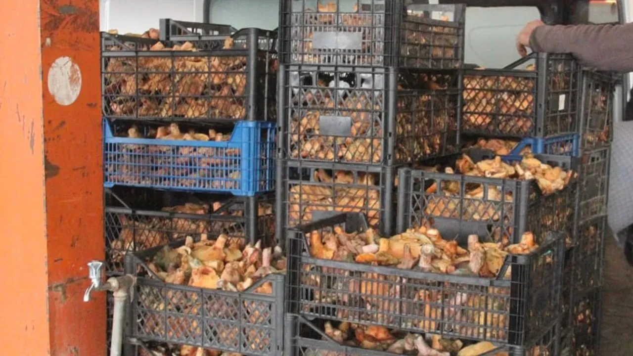 Dağın yamaçlarında toplanıyor, geçim kaynağı oldu! Kilosu 70 TL