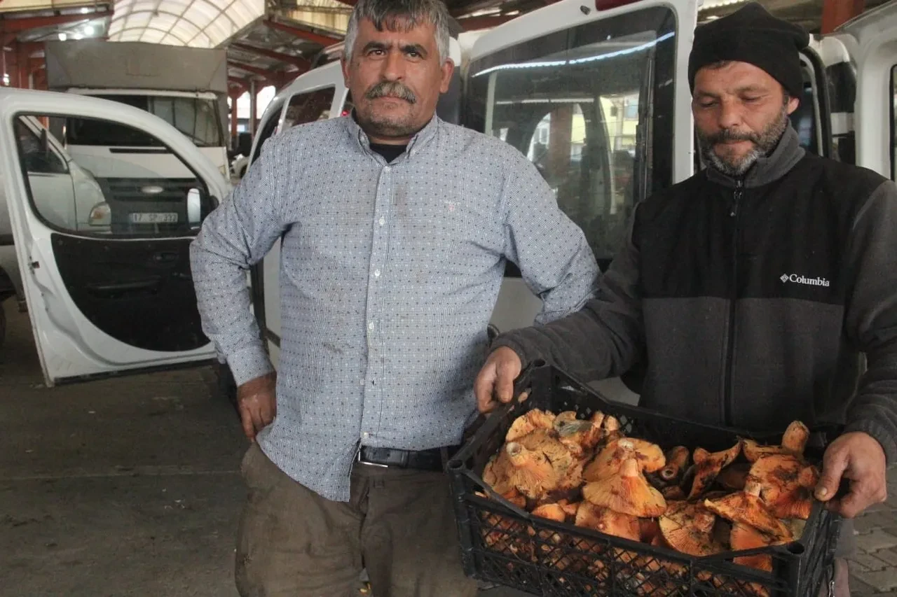 Dağın yamaçlarında toplanıyor, geçim kaynağı oldu! Kilosu 70 TL