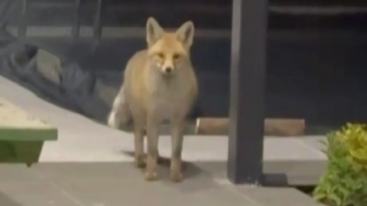 Kedi mamalarından nasiplenen tilki evin sahibine yakalandı! 