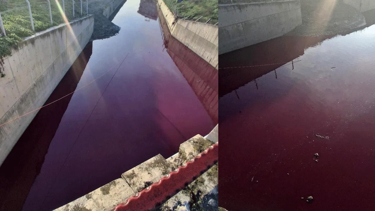 Sebebi bilinmiyor! Esenyurt'ta derenin rengi kan kırmızısı oldu!