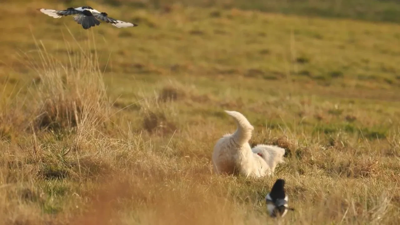 Sosyal medyada Van kedisi sandı gerçek bambaşka çıktı! 