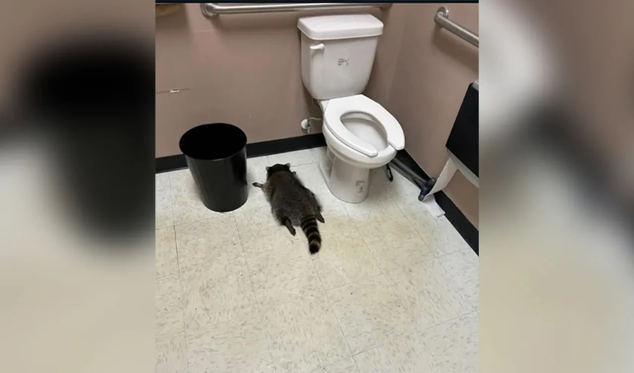 Tavandan indi ne kadar içki varsa içti: Sarhoş rakun dükkanı savaş alanına çevirdi