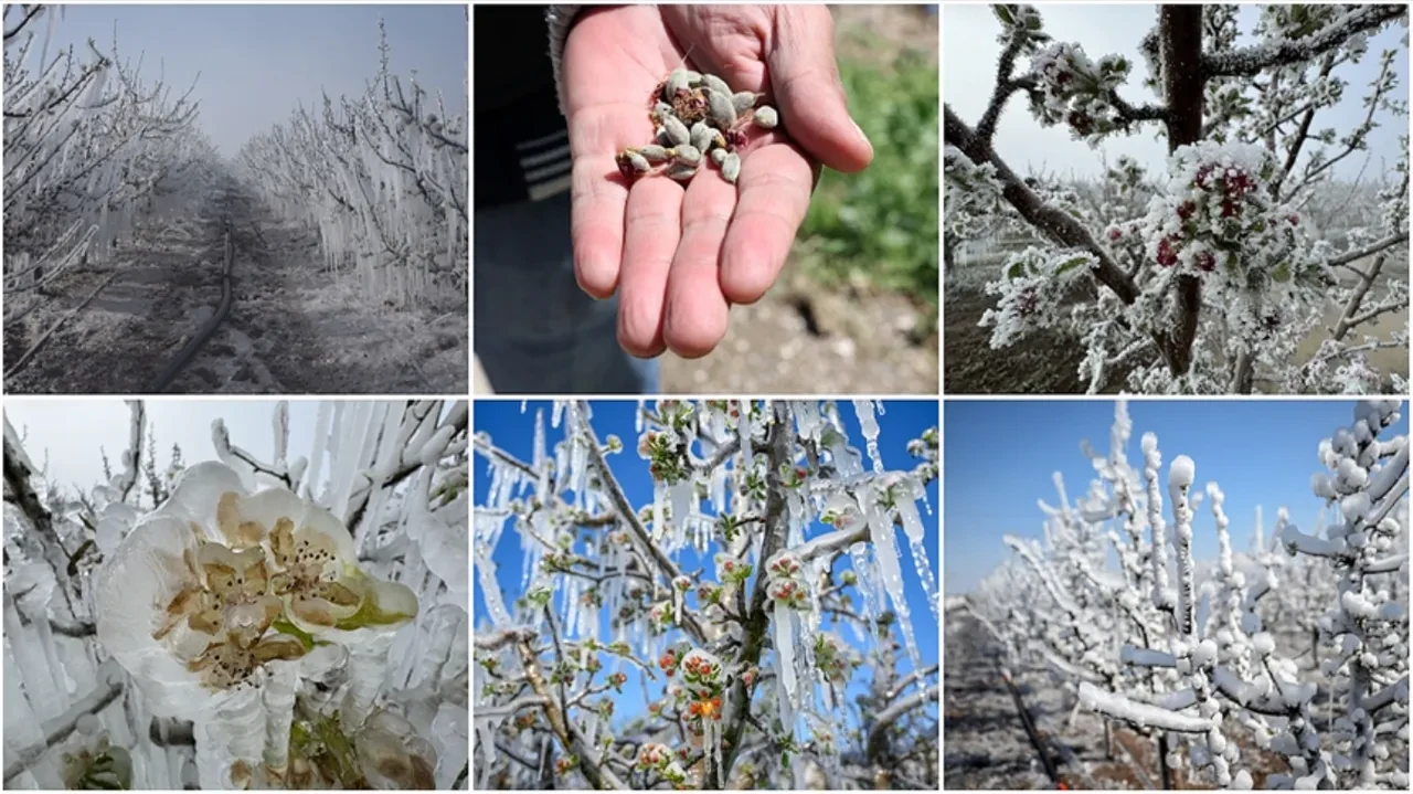 Bakan Yumaklı duyurdu: Zirai don destekleri üreticilerin hesabına aktarılıyor