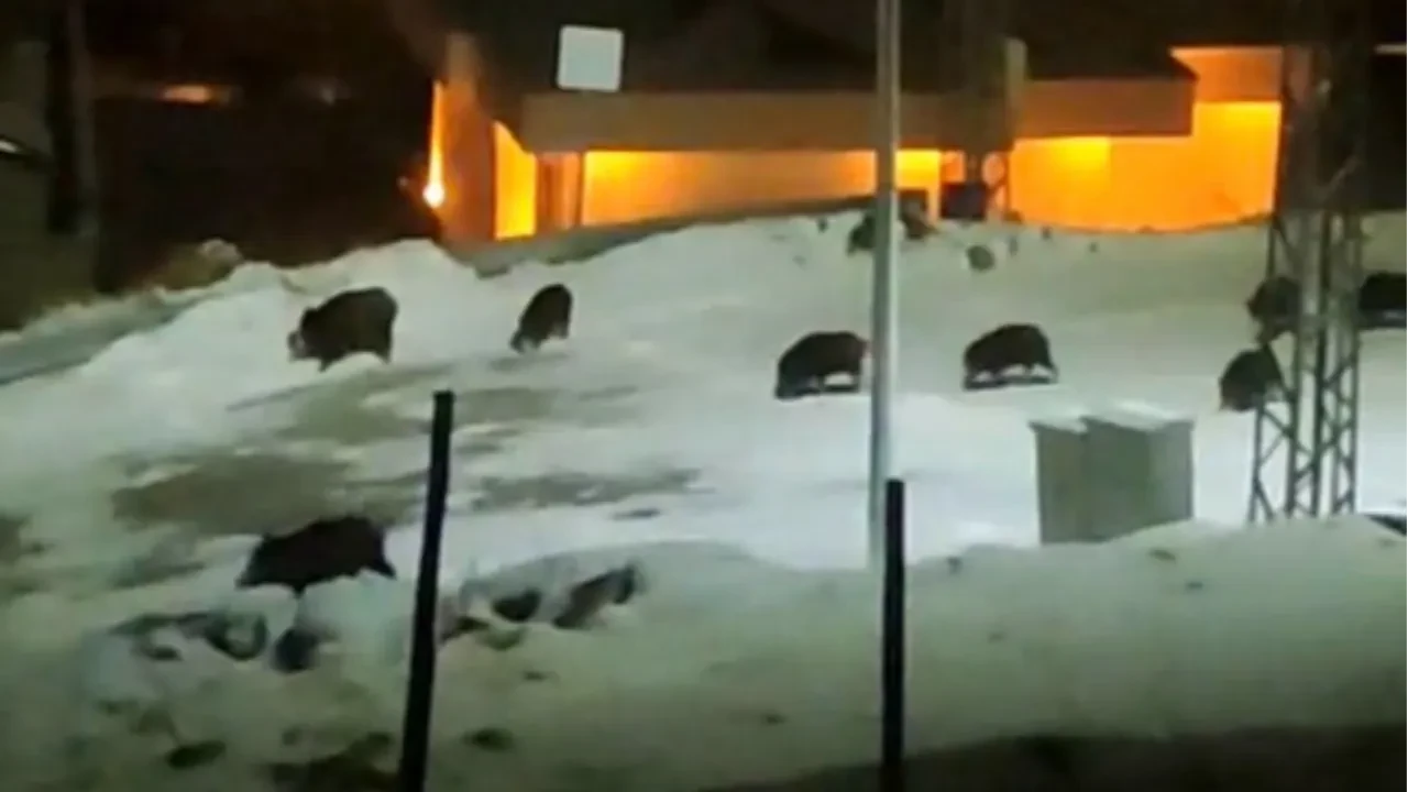 İlçe merkezine inen domuz sürüsü vatandaşı tedirgin etti! O anlar kamerada