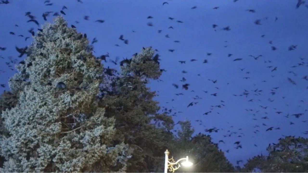  Korku filmi gibi! Binlerce karga her akşam aynı saatte geliyor