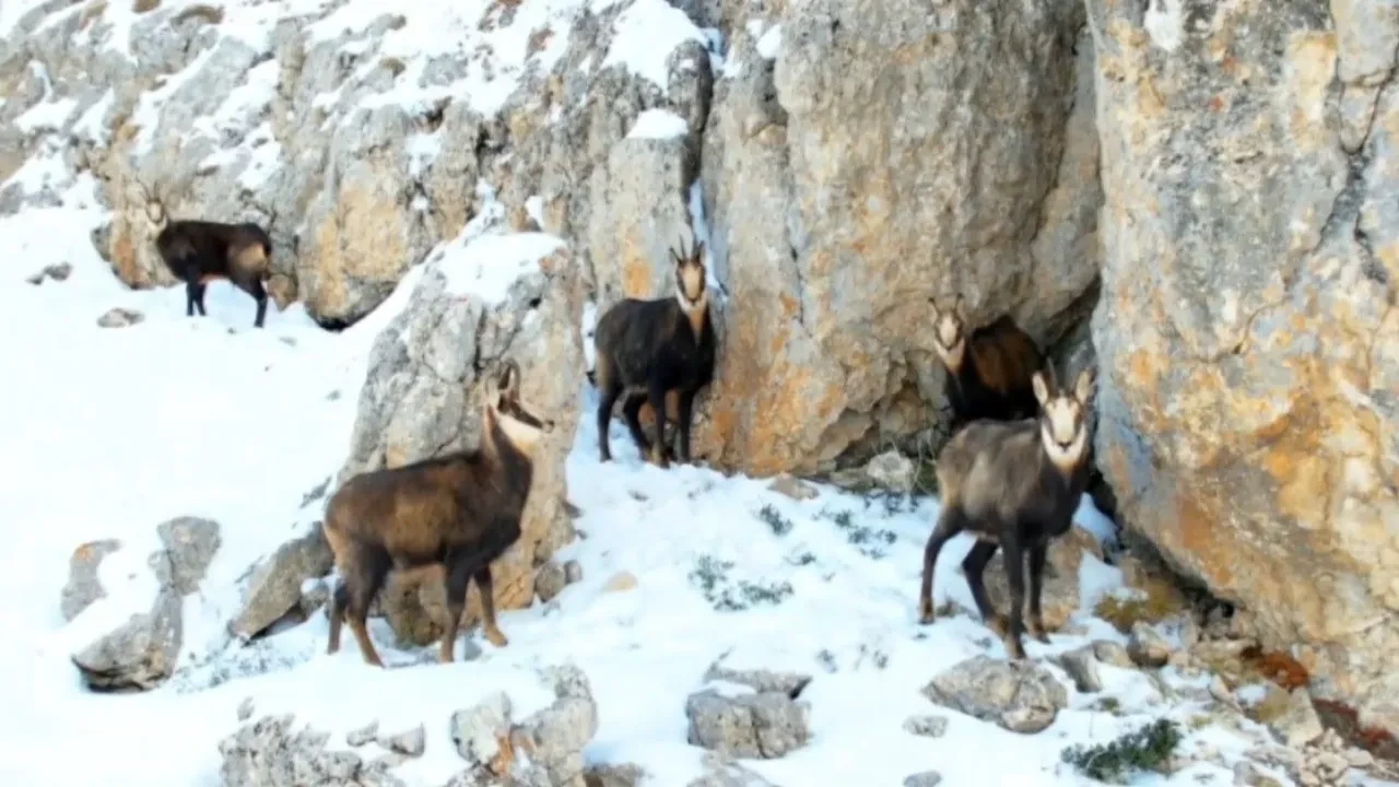 Öldürmenin cezası 940 bin TL!  Nesli tehlike altında olan Şamualar sürü halinde görüntülendi