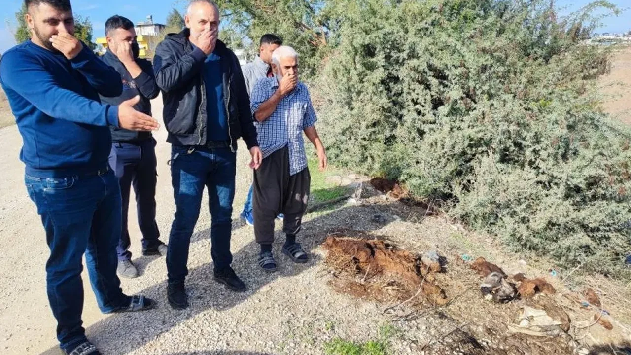 Adana'da mide bulandıran görüntüler! Dere yatağı at ve eşek kalıntılarıyla doldu 