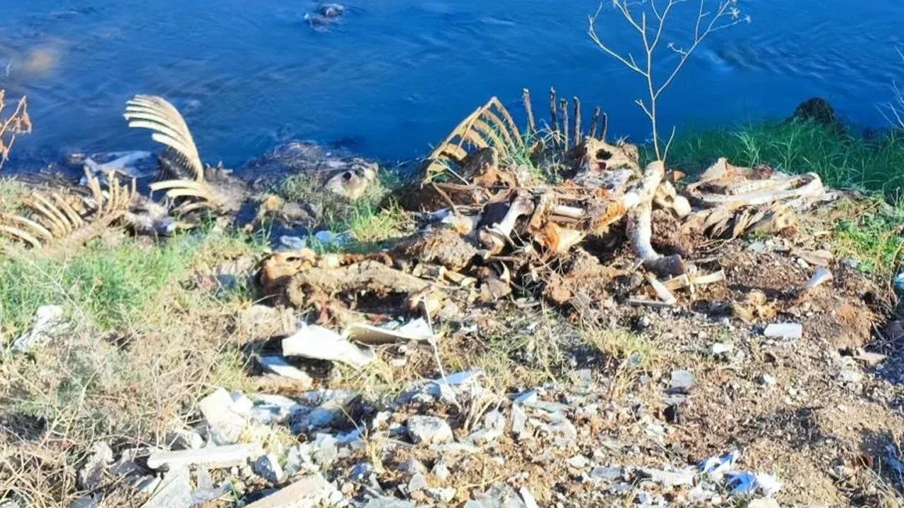 Adana'da mide bulandıran görüntüler! Dere yatağı at ve eşek kalıntılarıyla doldu 