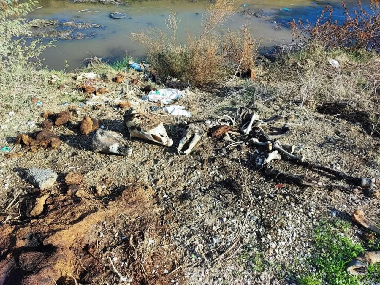 Adana'da mide bulandıran görüntüler! Dere yatağı at ve eşek kalıntılarıyla doldu 