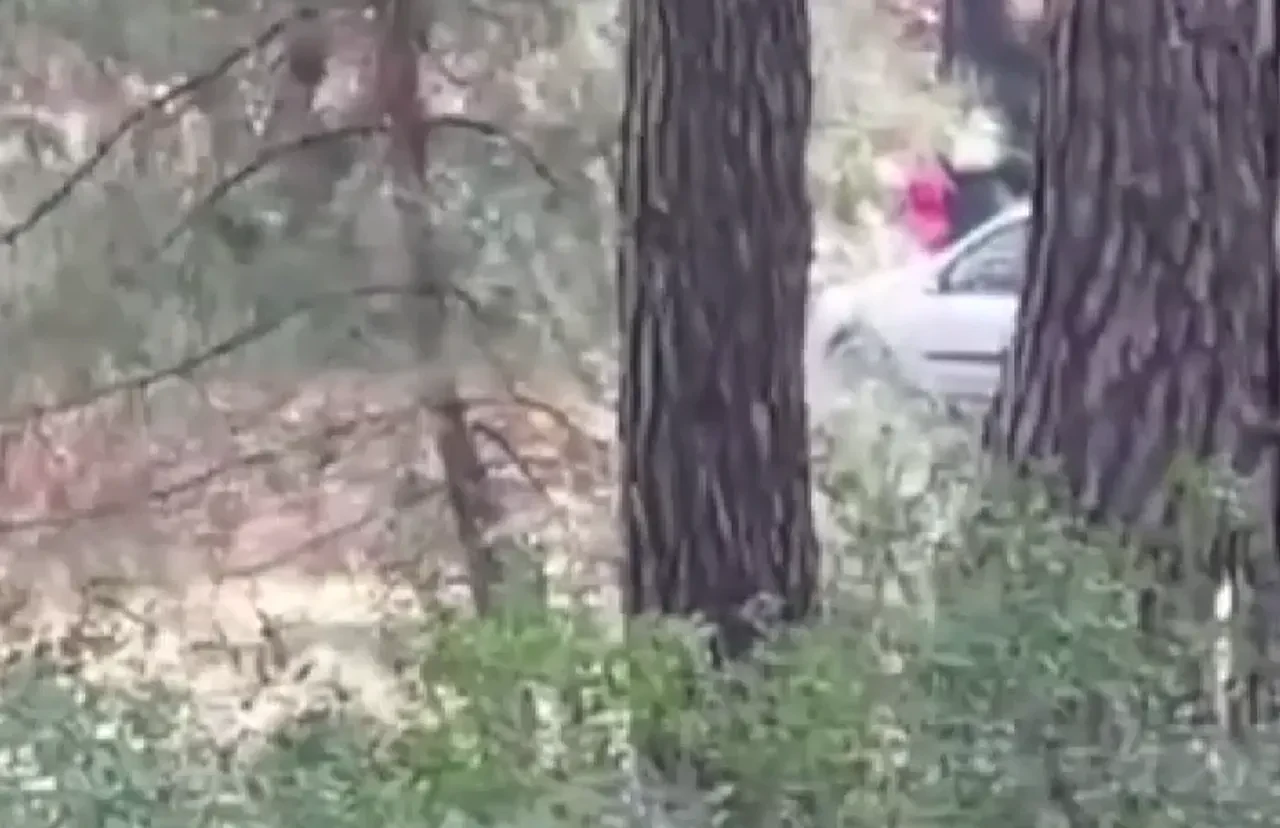 Genç kadının imdat çığlıkları kan dondurdu! Ormanlık alanda sevgilisini darp etti!