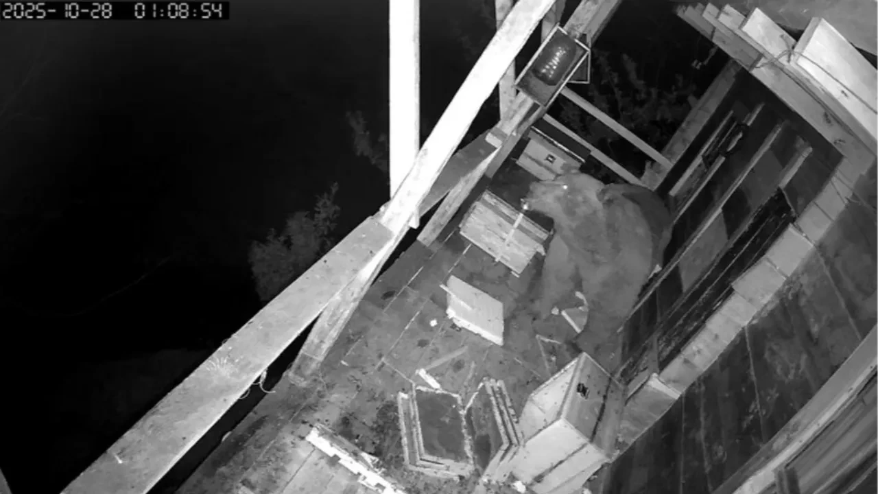 İlk gün bitiremedi, ikinci gün yeniden geldi! Aynın bal keyfi kamerada